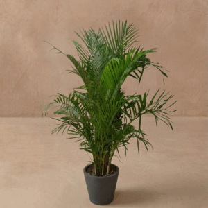 Planta Areca